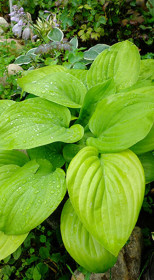 Хоста гибридная Фрайд Бананас (Fried Bananas), ОКС, в цветной упаковке (ЗГ)