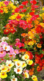 Растение Немезия в конт. D10.5 (ЗГ)