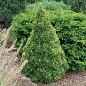 Саженец ели канадской Рэйнбоуз Энд 