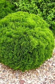 Саженец самшита вечнозелёного 