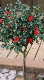 Саженец падуба Мезерва 'Блю Энджел' - Ilex meserveae 'Blue Angel' в конт. С3 (Т)