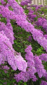 Саженец сирени китайской Саугеана 