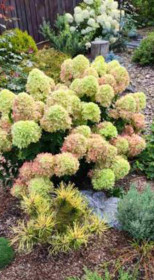 Саженец гортензии метельчатой Би Грин (Bee Green) в конт. Р9 (ДР)