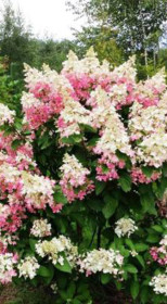 Саженец гортензии метельчатой Конфетти в конт. Р9 (ДР)