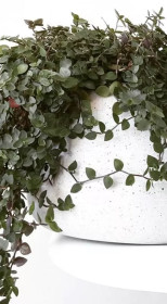 Рассада Каллизия P9 (ЗГ)