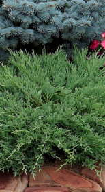 Саженец можжевельника горизонта́льного Andora Compacta (Андора Компакт) (15-20см) в конт. С2 (ЗГ)