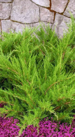 Саженец можжевельника среднего Mint Julep (Минт Джулеп) в конт. С2,5 (ЗГ)