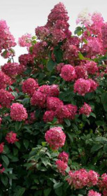 Саженец гортензии метельчатой Прим Ред в конт. Р9 (СП)