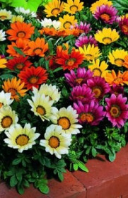 Растение Гацания в конт. Р8 (НП)