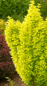 Саженец барбариса Паркювил в конт. С5 (НС)