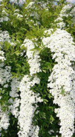 Саженец спиреи ниппонской Хальвард Сильвер в конт. С5 (НС)