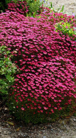 Растение Камнеломка в конт. D10 (ЛФ)