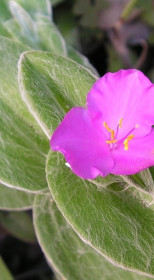 Растение Традесканция Силамонтана в конт. D10 (ЛФ)