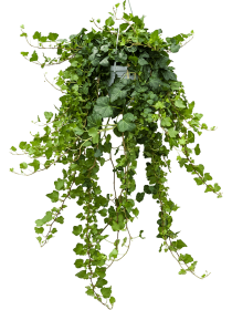 Растение Плющ в подвесном кашпо D19 (ЗГ)