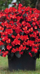 Растение Бегонии Биг конт. Р12 (ЗГ)