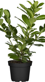 Саженец Лавровишня Новита (Prunus l. Novita) в конт.С3 (Т)