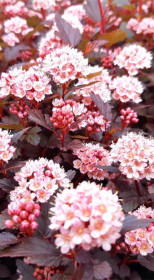 Саженец пузыреплодника калинолистного Литл Джокер (Physocarpus opulif. Little Joker) в конт. С3 (Т)