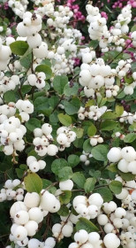 Саженец снежноягодника белого (Symphoricarpos albus) в конт. С3 (Т)