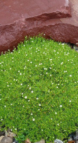 Растение Мшанка шиловидная в конт. Р9 (ЛФ)