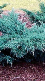Саженец можжевельника виргинского Грей Оул Juniperus 