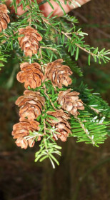 Саженец тсуги западной Гетерофилла (Tsuga heterophylla) в конт. Р9 (Т)