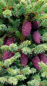Саженец ели черной (Picea mariana) в конт. Р9 (Т)