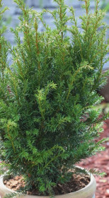 Саженец тисса среднего Гроенланд (Taxus media Groenland) в конт. С3 (Т)