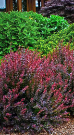 Саженец барбариса Тунберга Кармен (Berberis thunb. 'Carmen) в конт. Р9 (Т)