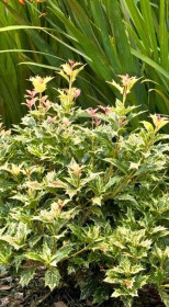 Саженец османтуса разнолистного Гошики Osmanthus (heter. Goshiki) в конт.С3 (Т)