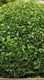 Саженец бирючины обыкновенной Лоденс (Ligustrum vulg. 'Lodense) в конт. Р9 (Т)
