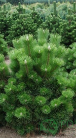 Саженец cосны Тунберга (Pinus thunbergii) в конт. Р9 (Т)