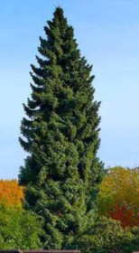 Саженец ели сербской (Picea omorika) в конт. Р9 (Т)