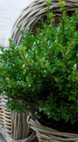 Саженец падуба городчатого 'Каролина Аптрайт' Ilex crenata Caroline Upright в конт С3 (Т)