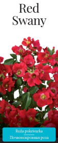Розы саженцы почвопокровная Red Swany