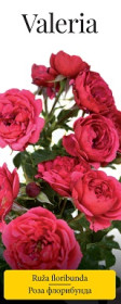 Розы саженцы флорибунда Valeria