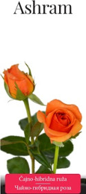 Розы саженцы чайно-гибр Ashram