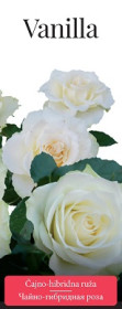 Розы саженцы чайно-гибр Vanilla