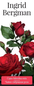 Розы саженцы чайно-гибр Ingrid Bergman