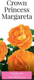 Розы саженцы английская Crown Princess Margareta