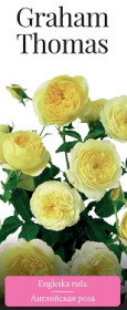 Розы саженцы английская Graham Thomas