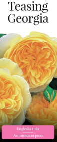 Розы саженцы английская Teasing Georgia
