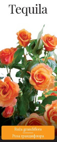 Розы саженцы грандифлора Tequila