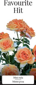 Розы саженцы миниатюрная Favourite Hit