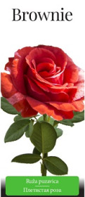Розы саженцы плетистая Brownie