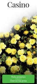 Розы саженцы плетистая Casino