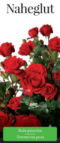 Розы саженцы плетистая Naheglut