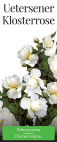 Розы саженцы плетистая Uetersener Klosterrose