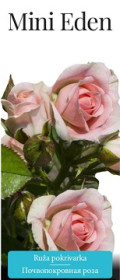 Розы саженцы почвопокровная Mini Eden