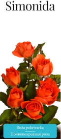 Розы саженцы почвопокровная Simonida