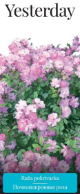 Розы саженцы почвопокровная Yesterday